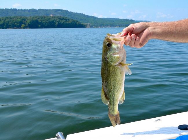 Late-Season Bass Fishing Tips for Success