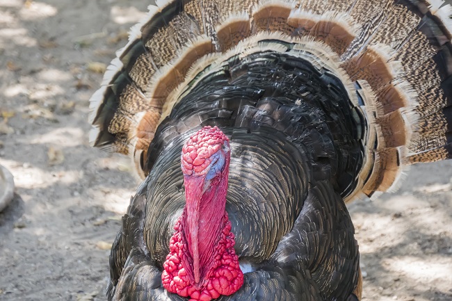 Talking Turkey: Which Turkey Call Should You Choose?